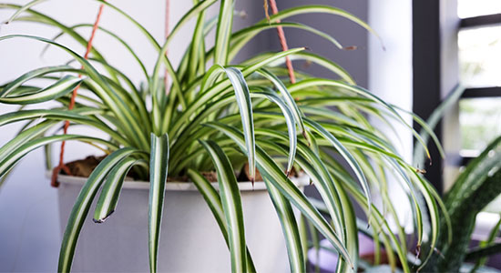 spiderplant - Bernaville Nurseries