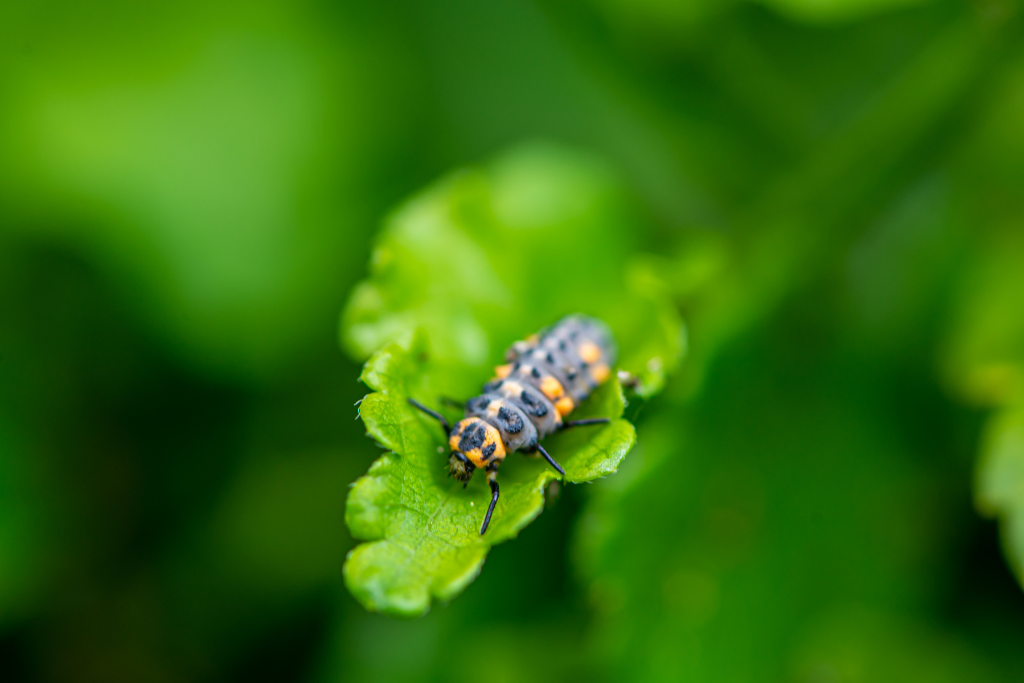 Image of a young ladybird larva who can help to stop aphid infestations.