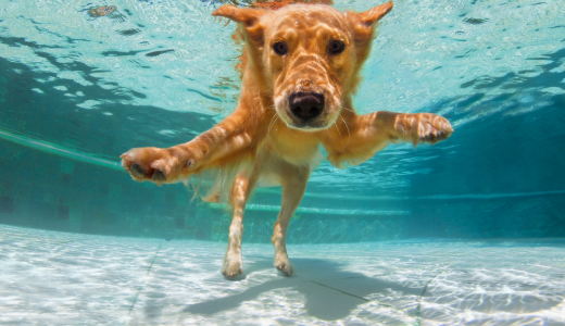 Image of a golden dog swimming in blue water.