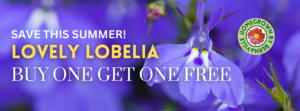 Blue lobelia flower background with text reading "Save this summer, Lovely Lobelia Buy One Get One Free"